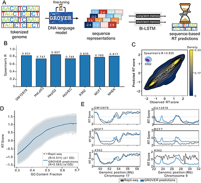 Using Deep Learning to predict replication timing reveals baseline control of genomic DNA sequence