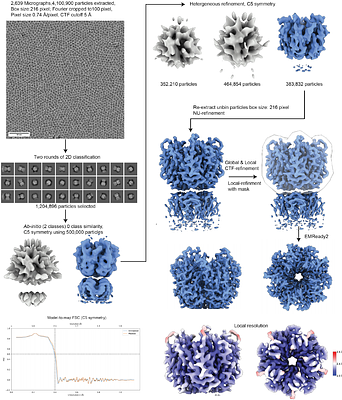 DM: a simple solution to suppress air-water interface interactions in cryo-EM