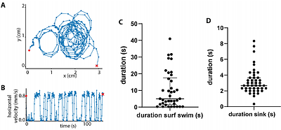 Schistosomiasis parasite enhance transmission rates via interfacial swimming
