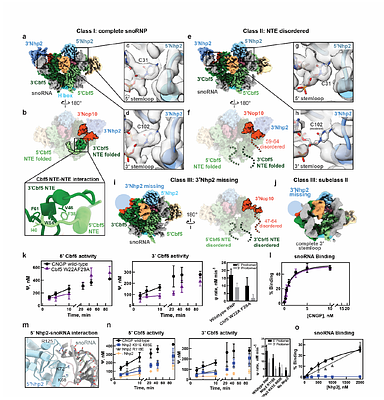 Interprotomer Communication and Functional Asymmetry in H/ACA snoRNPs