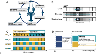No-take zone effectiveness in linear coastal systems depends on spatially heterogeneous placement and larval dispersal directionality