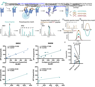 Analysis of tumor-derived and cross-presented peptide antigens defines improved immunotherapeutic strategies