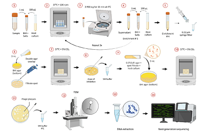 Optimizing bacteriophage screening and isolation methods for microbial samples derived from different body sites of cattle