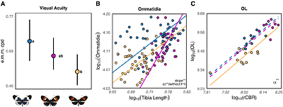Ecological divergence and post-eclosion brain development shape visual performance during Heliconius speciation
