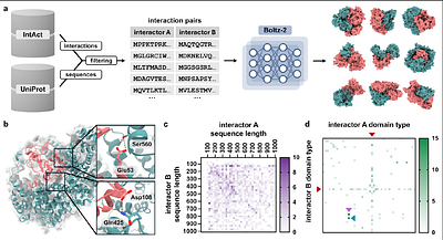 Human protein interactome structure prediction at scale with Boltz-2