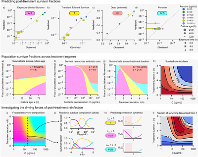 STRESS HISTORY ESTABLISHES A TRANSIENT TOLERANT STATE THAT SHAPES ANTIBIOTIC SURVIVAL UPON RESUSCITATION