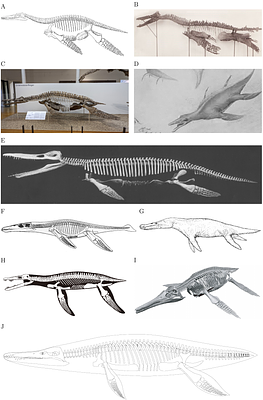 Body reconstruction and size estimation of plesiosaurs