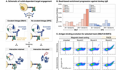 Design, Construction, and Validation of a Yeast-Displayed Chemically Expanded Antibody Library