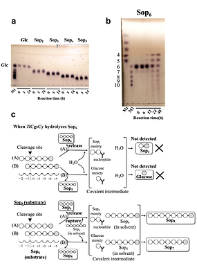 Functional and structural analysis of a cyclization domain in a cyclic beta-1,2-glucan synthase