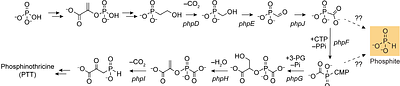 Phosphite Production by Streptomyces viridochromogenes