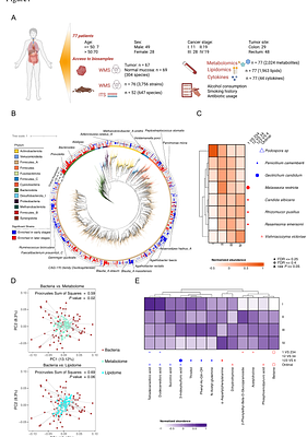 Metabolic specialization structures gut bacterial niches and drives colorectal cancer progression