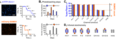 Hypoxia Exacerbates Kir2.1 Channel Dysfunction in an Andersen-Tawil Syndrome Variant Through a SUMO-Dependent Mechanism