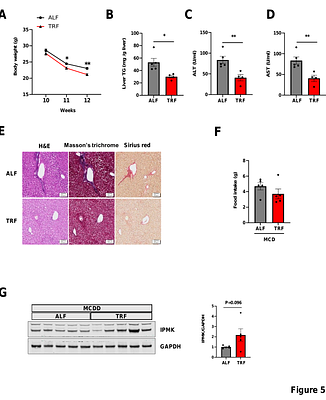 Time-restricted feeding ameliorates MCDD-induced steatohepatitis in mice