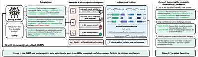 Reinforcement Learning with Metacognitive Feedback Elicits Faithful Uncertainty Expression in LLMs
