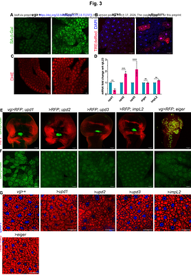 RasG12V Oncogene-Induced Epithelial Senescence and Its Relay Promotes Host Metabolic Syndrome in Drosophila