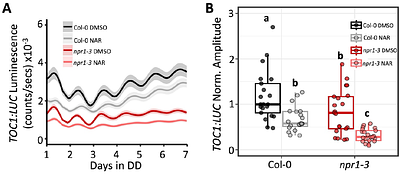 Antioxidant properties of dihydroxy B-ring flavonoids modulate circadian amplitude in Arabidopsis