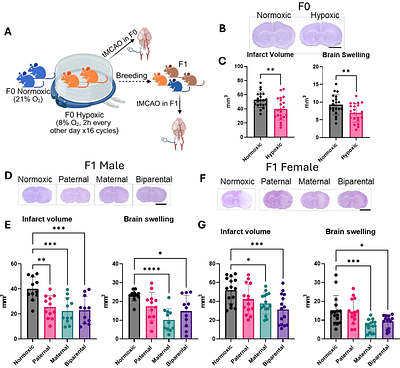 Intergenerational Conditioning via Intermittent Parental Hypoxia Confers Stroke Resilience in Offspring