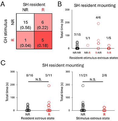 Same-sex mounting in single-housed C57BL/6J female mice is not regulated by estrous state