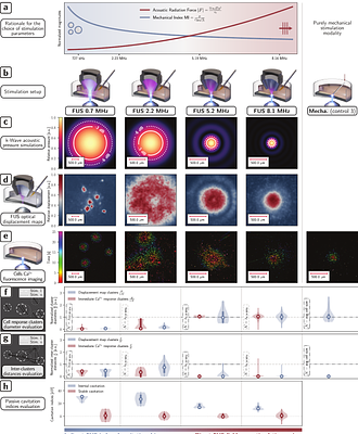 Focal neurostimulation of propagating calcium waves in human neural cells using megahertz-range single-pulse focused ultrasound