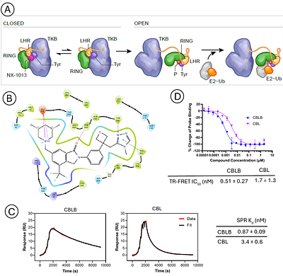 Small-molecule CBLB inhibitor abolishes EGFR ubiquitination, reduces receptor endocytosis and diminishes cell motility signaling