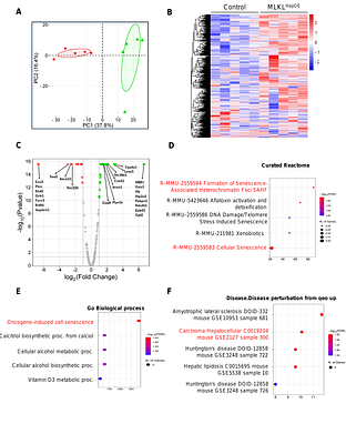 A Non-canonical Role for Hepatocyte MLKL in Promoting Mitochondrial Dysfunction and Senescence in the Aging Liver
