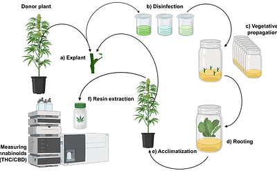 Optimization of a Cannabis sativa micropropagation protocol (chemotype III) to preserve its cannabinoid profile