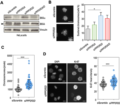PP2A-B55alpha,delta phosphatase counteracts Ki67-dependent chromosome individualization during mitosis