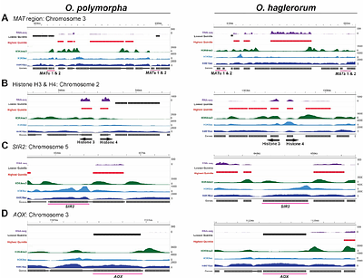 A Translocation within the Ogataea Species Complex Alters Local Subtelomeric Chromatin while Maintaining Overall Genome Organization