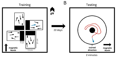 Applying advanced circular statistics: magnetic orientation of green toad larvae