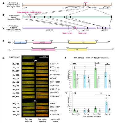 Coordinated function of paired NLRs confers Yr84	-mediated stripe rust resistance in wheat