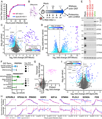 Herpes simplex virus pUL56 abolishes neuronal activity by removing voltage-gated ion channels from the plasma membrane