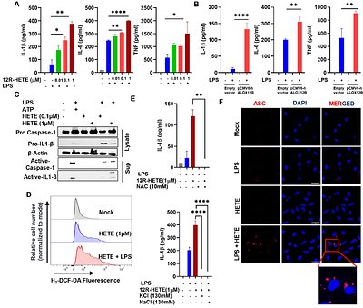 ALOX12B overexpression in the skin drives inflammasome/Th17 signaling axis to promote inflammation in the mouse model and human patients