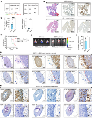 Chemokine-Dependent Natural Killer Cells Prevent Pulmonary Metastasis in a Newly Established Mouse Osteosarcoma Model