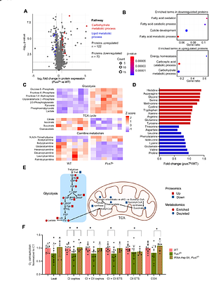 Pus7 mutation links tRNA dysregulation to aggressive behavior through activation of the integrated stress response and glycolytic reprogramming