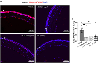 Clusterin reverses epitheliopathy, reduces inflammation, and restores goblet cells and corneal nerves in a mouse model of autoimmune dry eye