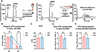 Temporal and spatial profiling of ALKBH5 activity through NAIL-MS and compartmentalized RNA Isolation