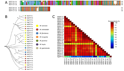 A conserved root-knot nematode effector targets plant kinesin light chain related proteins to promote parasitism
