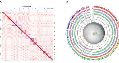 A chromosome-level assembly of the Fusarium oxysporum biocontrol strain FO12