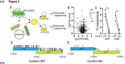Processing of Reversed Replication Forks is Required for the Resolution of Replication-Transcription Conflicts
