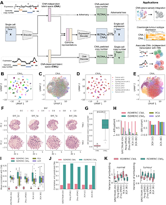 Learning copy number dependent variation in single tumour cell transcriptomes with deep generative models