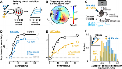 Lateral inhibition in V1 controls neural & perceptual contrast sensitivity