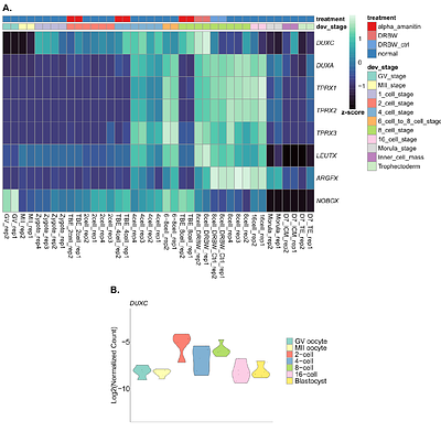Structure and genomic organization of the human DUX4 homologue bovine DUXC