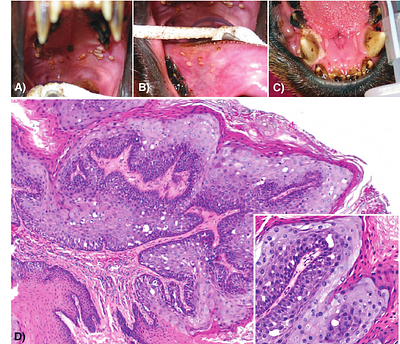Identification of a novel papillomavirus from a New Zealand fur seal (Arctocephalus forsteri) with oral papilloma-like lesions