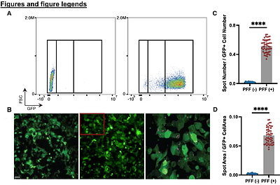 Optical Screening Identifies Chemical Modulators of Intracellular α-synuclein Aggregation