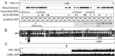 BxbI-mediated insertion of a 77kb human RET sensitive haplotype into the mouse genome to generate a humanized model of Hirschsprung disease