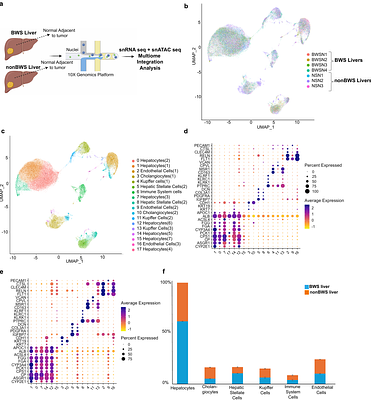 Single-nucleus multiomic analysis of Beckwith-Wiedemann syndrome liver reveals PPARA signaling enrichment and metabolic dysfunction