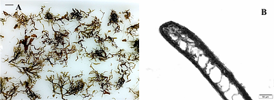 Northward expansion of Rugulopteryx okamurae (Dictyotales, Ochrophyta) in the southeastern Iberian Peninsula: first record in Calpe (Comunitat Valenciana)