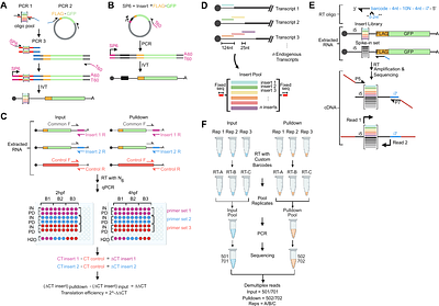 NaP-TRAP: A versatile and accessible workflow to dissect principles of translational regulation and mRNA stability