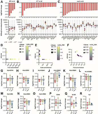 Measles vaccine attenuation comprises innate immune cell infection and interferon responses