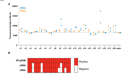 Amplification-free Detection of Zoonotic Viruses Using Cas13 and Multiple CRISPR RNAs